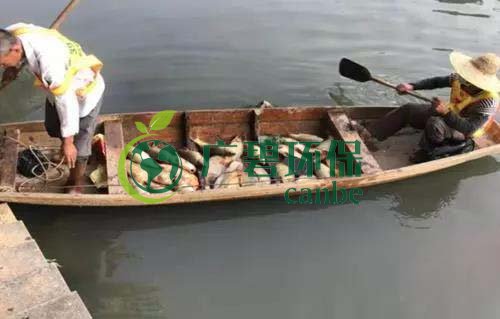 廣州旺旺食品廢水直排，永和河大量魚(yú)類死亡(圖1)